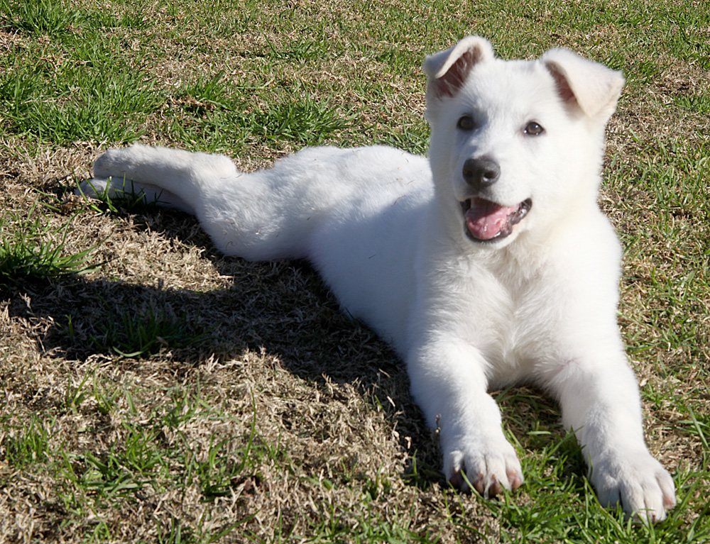 EIRAMOR White Swiss Shepherd Dogs